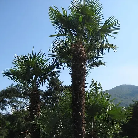 Margherita Lake Maggiore